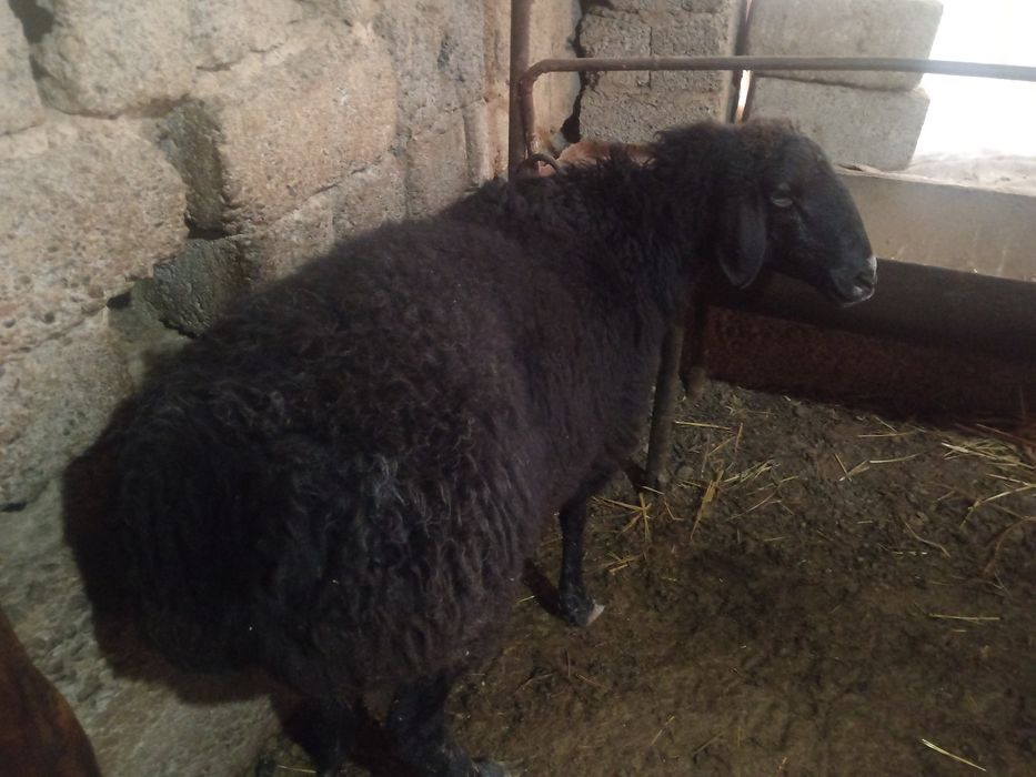 Nasldor sogliq bogoz qoy ургочи богоз