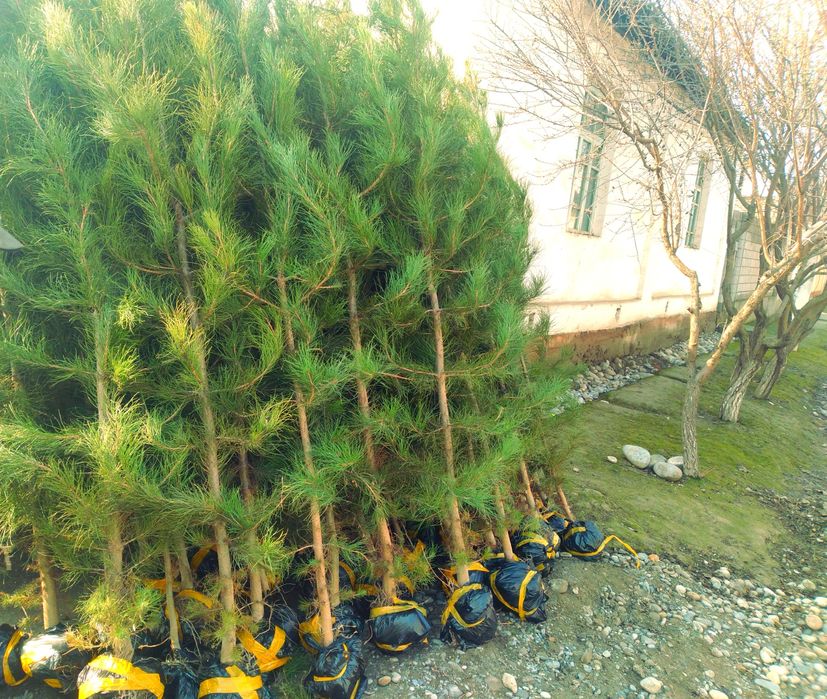 Арчалар. Сасна, можовелник, туя книжный