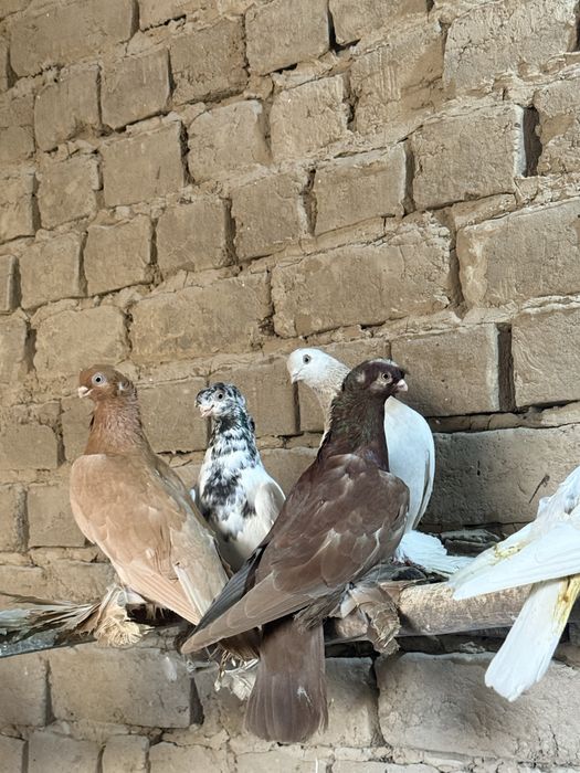 Кептер сатылады!