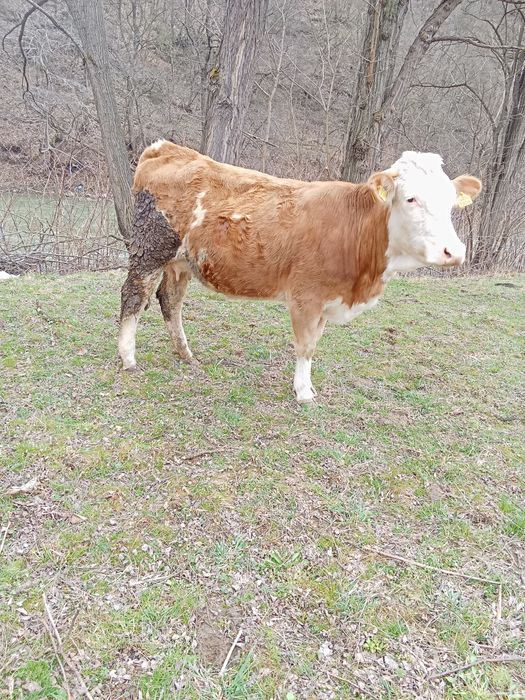 Junincă de vânzare