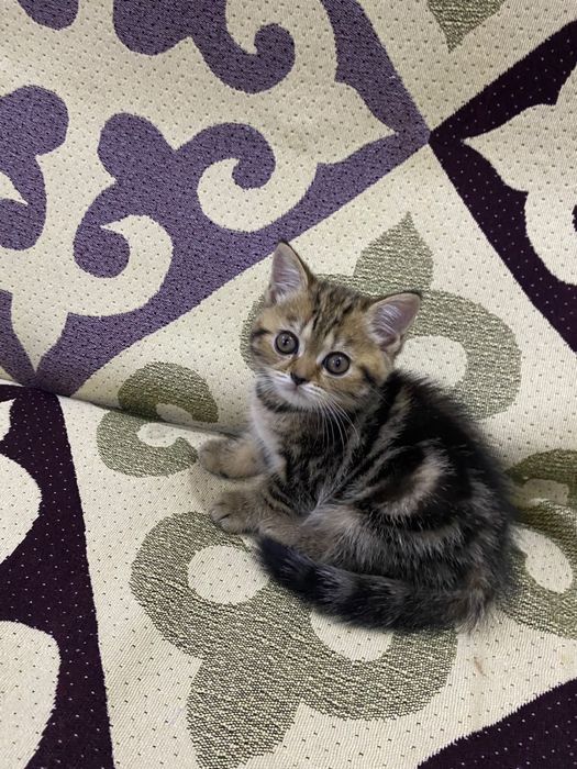 Котенок девочка