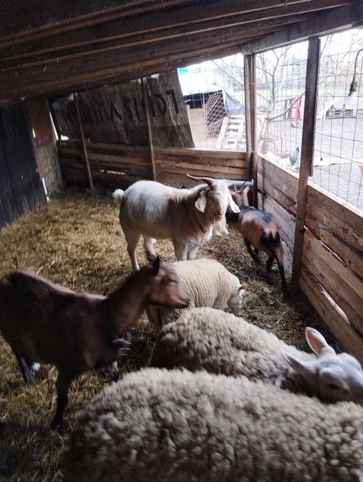 De vinzare un țap metis de boer cu sannen și o iedita boer