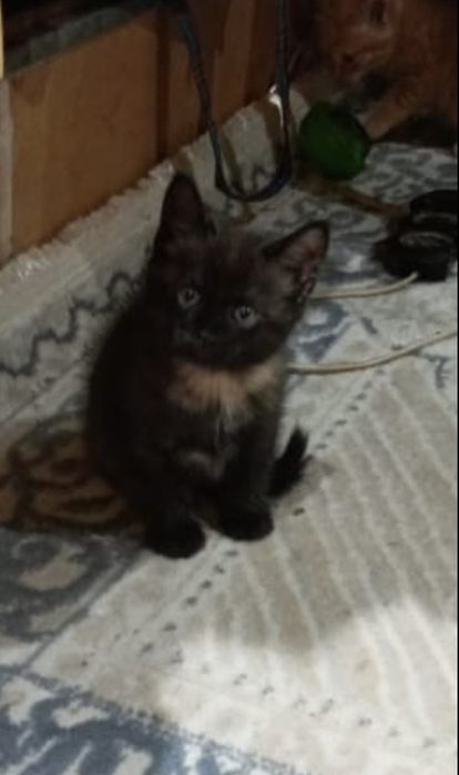 Котята  в добрые руки