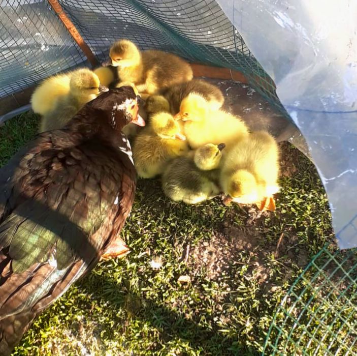 Boboci gâscă leșească