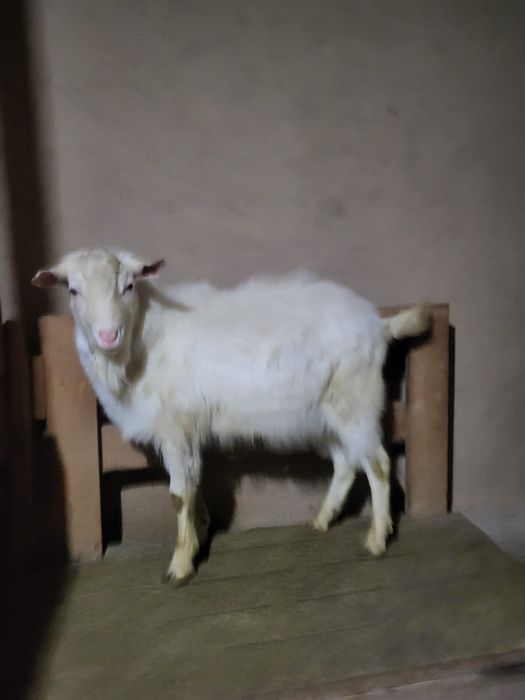 Заанен теке сатылады