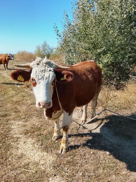 Vând junică gestanta și vitea