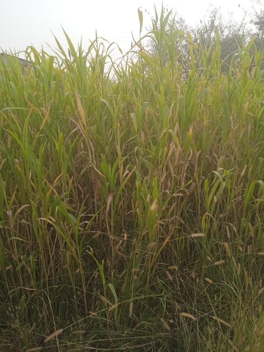 2 500 метр эр ок жугари тик турган холда сотилади