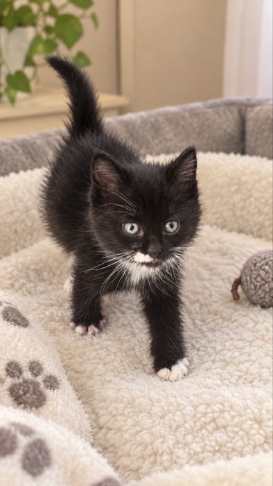 Котенок мальчик 1 месяц
