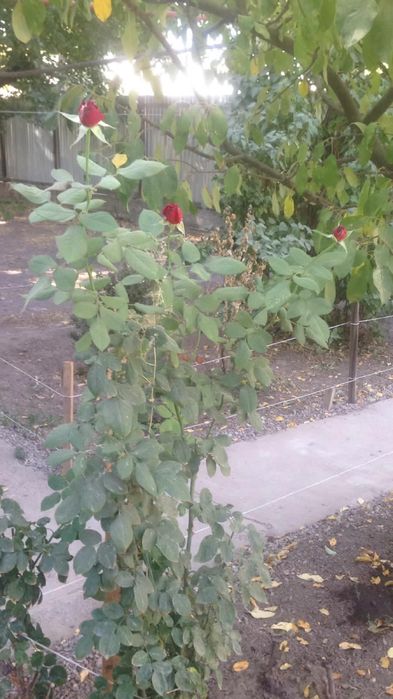 Дом продам …………………………………………