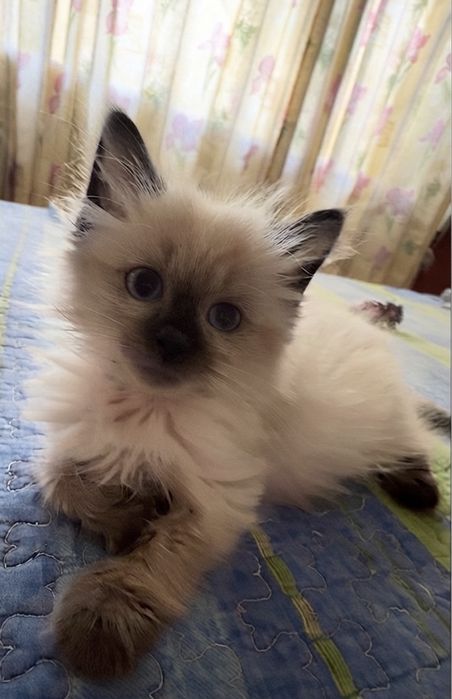 Котенок 1,5 месяца девочка