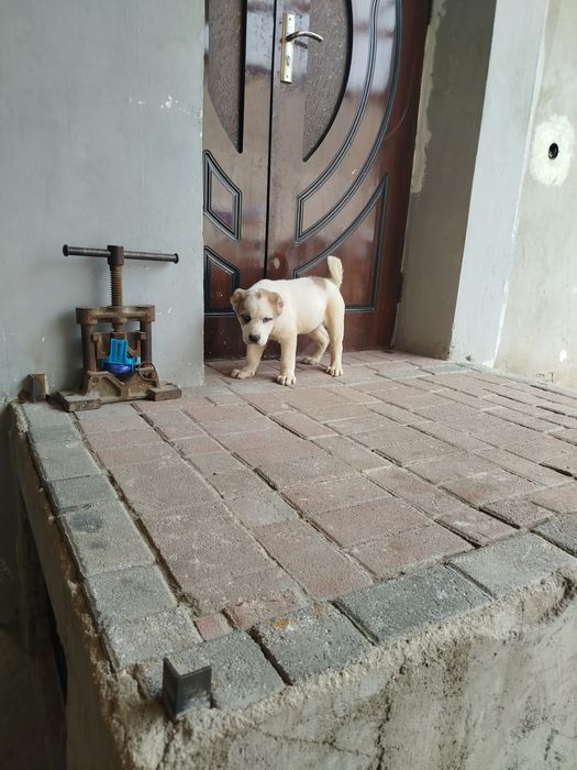 Buldozer alabay ikki oylik