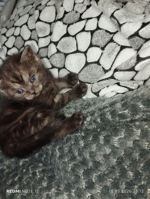Продам котят скоттиш-страйт
