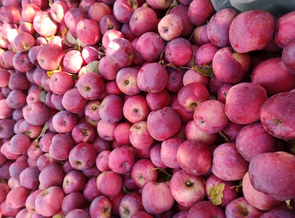 Mere de vânzare Florina din producția proprie