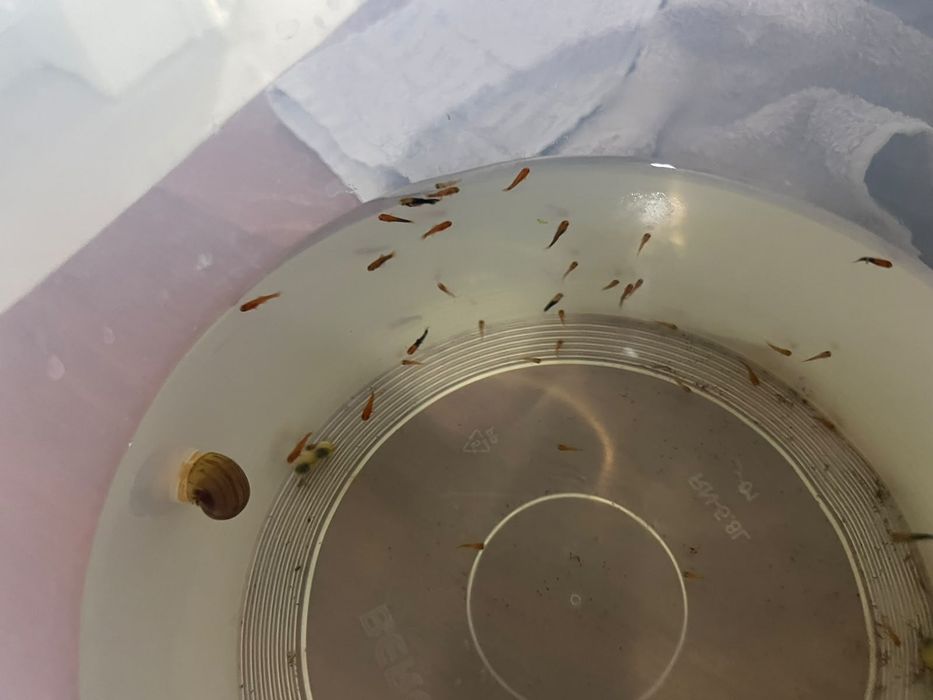 Аквариум с рыбками и растениями