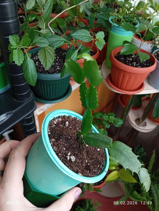 Продам растения комнатные