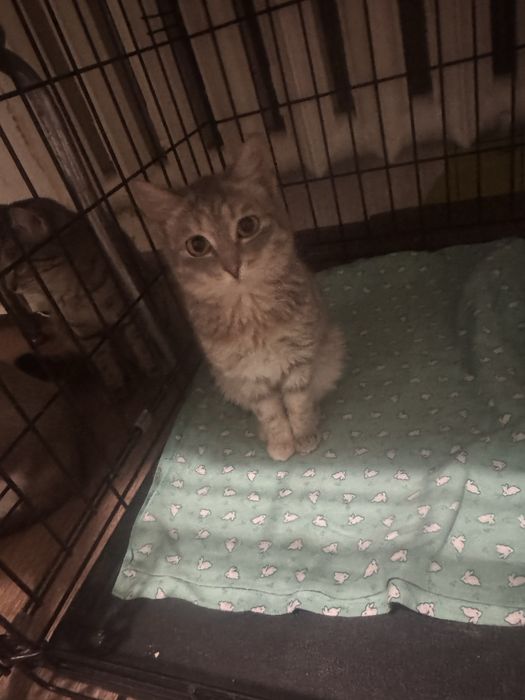 Котятка Аксу бесплатно