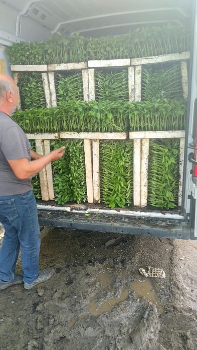 Разсад ПИПЕР ПАТЛАДЖАН професионални сортове