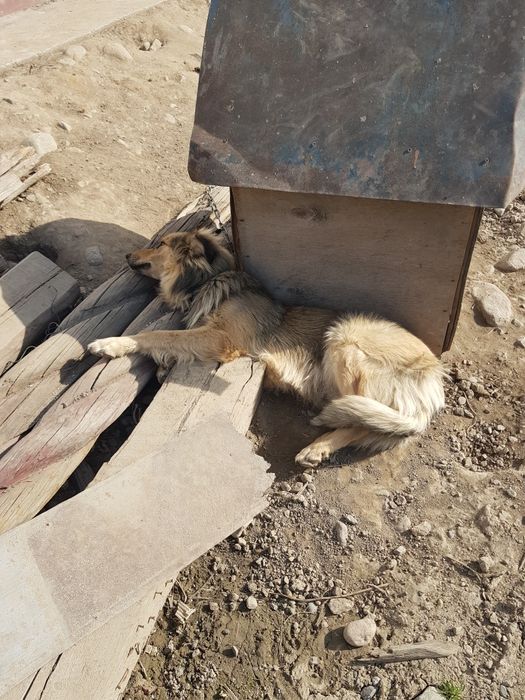 Клика Макс 1.3 месяца отдам даром