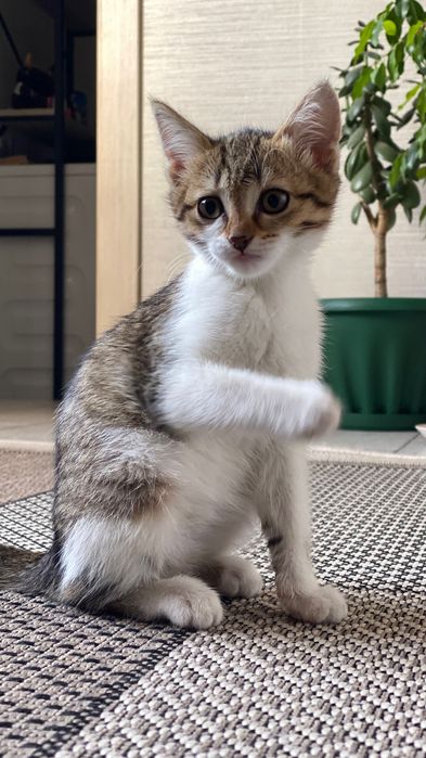 Кошечка девочка.