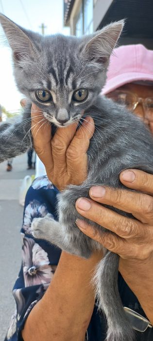 Отдам даром котика и кошечку
