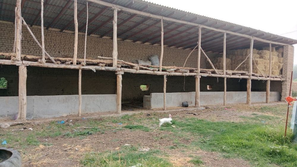 Участка, уч хонали уй, терассаси билан. Молхонаси бор. Теплица 2та