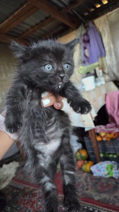 Отдам котят в добрые руки