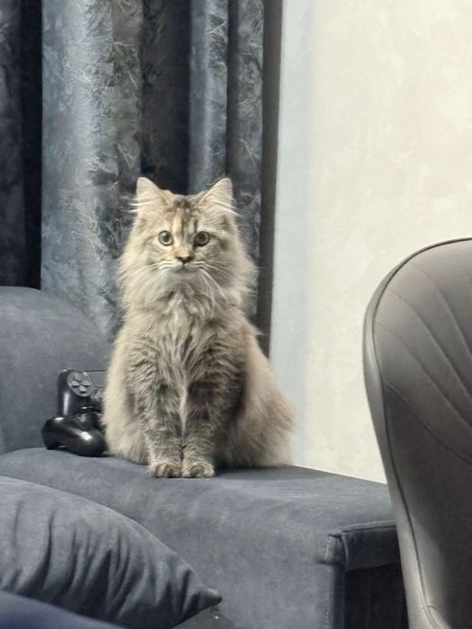 Норвежская лесная кошка