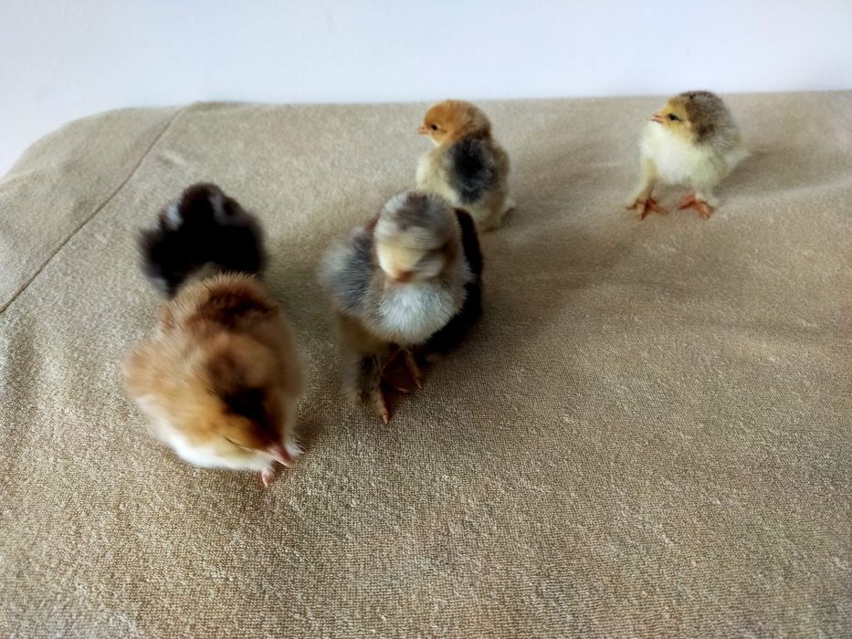 Brahma Pui,  Oua  cu precomanda