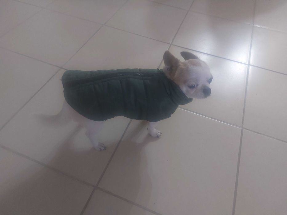 Чихуа хуа мини момиче на 3 г.