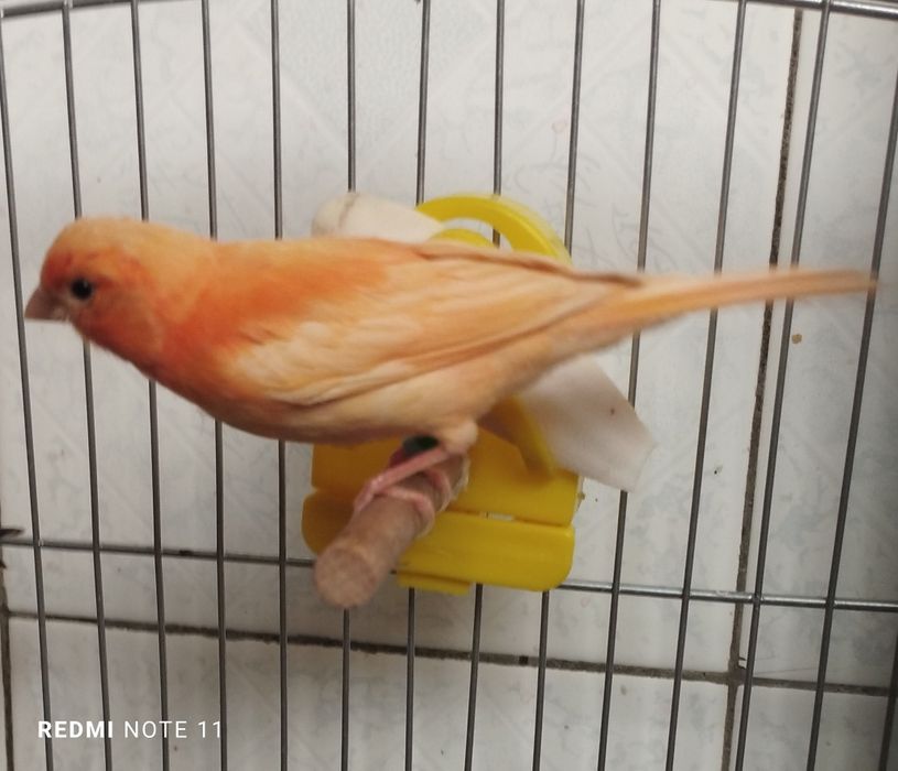 Канарейка молодойла. 3.  Ойли 4. Ойлила сотилади