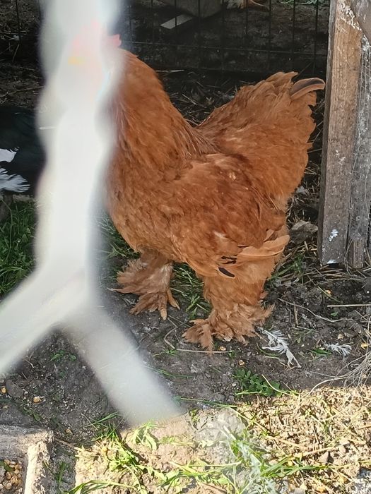 Cocoș caută altă casa