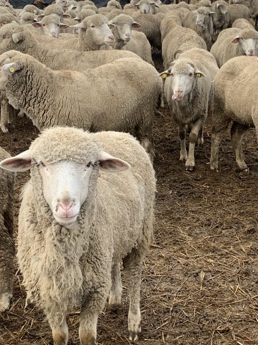 Oi merinos de vânzare