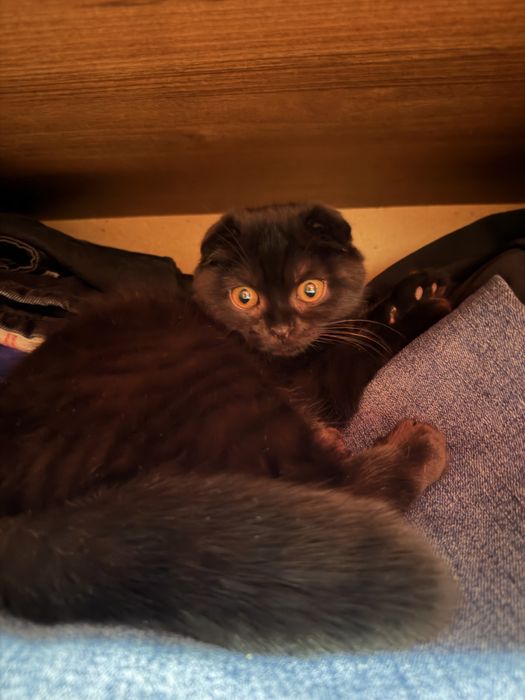 Шотланская веслоухая