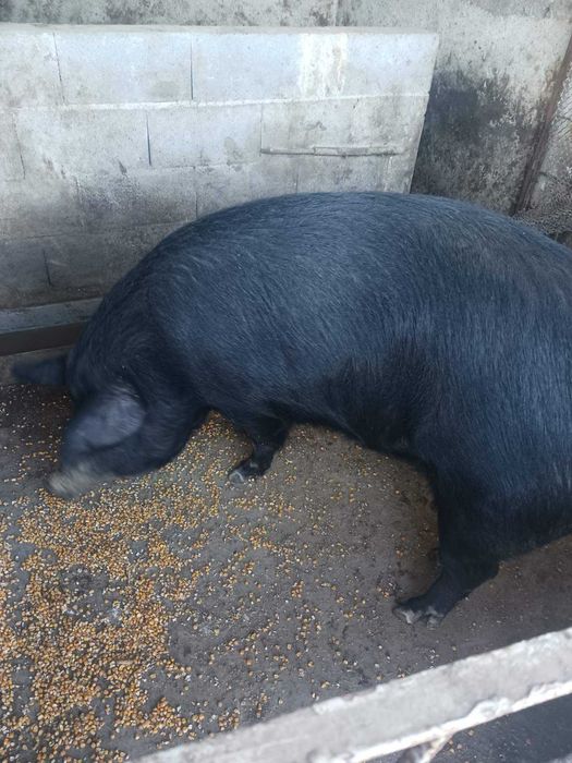 Продава се женско прасе