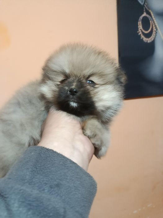 Померанкета.четери момчета