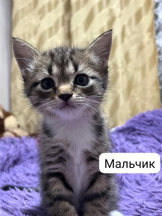 Отдам котят в хорошие руки