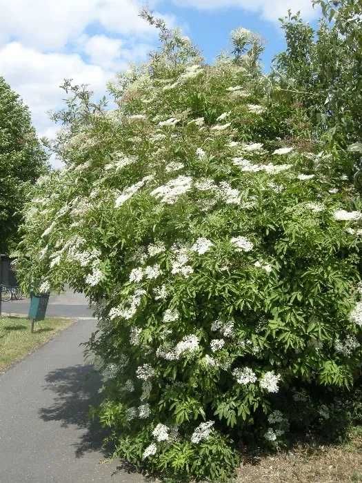 Arborele lui Iuda -Cercis soc sambucus dud castan