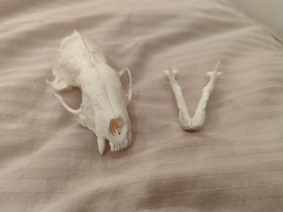 Череп соболя (имитация)