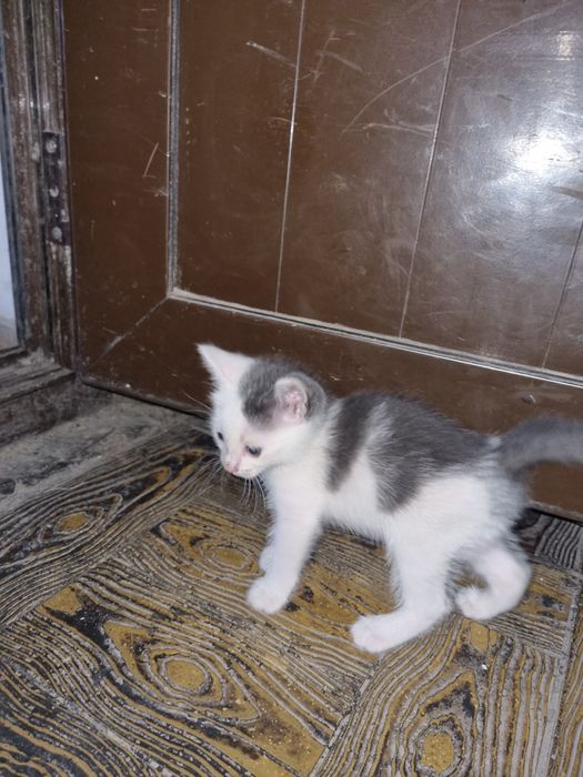 Котята 5 недель в добрые руки