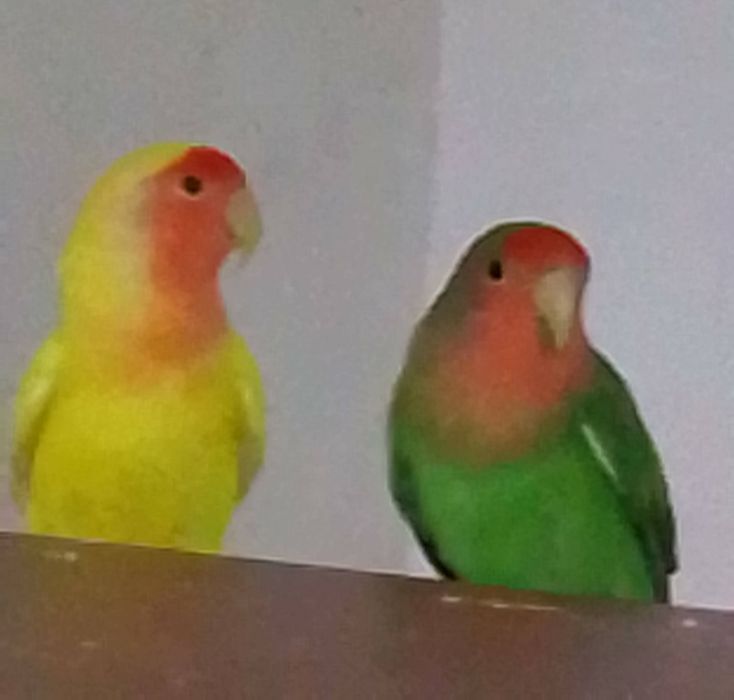 Неразлучники розовощекие