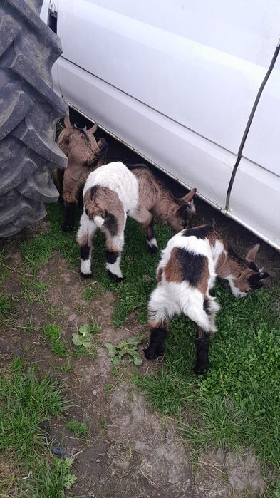 Vând 3 țăpușori alpini francezi