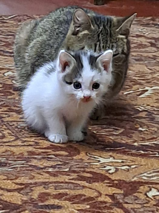 Отдам котят им 40 дней