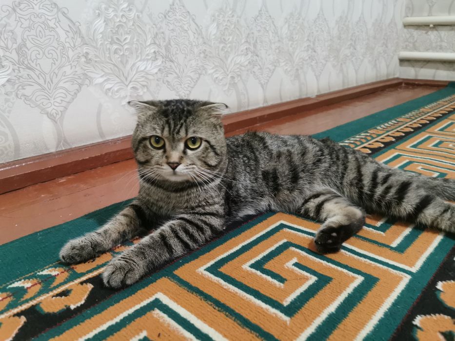 Кошка скотиш фолд mushuk skotish fold