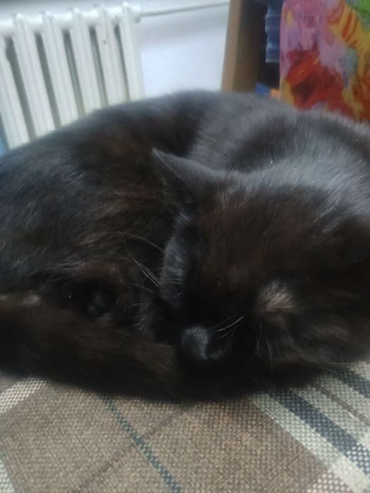 Кот черный шокаоладный