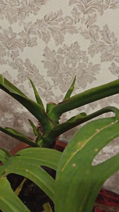 Монстера эскилето