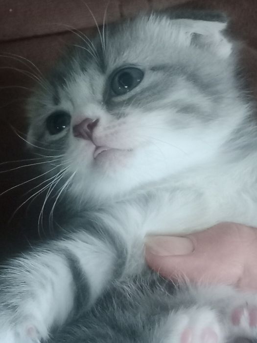 Британские короткошерстные