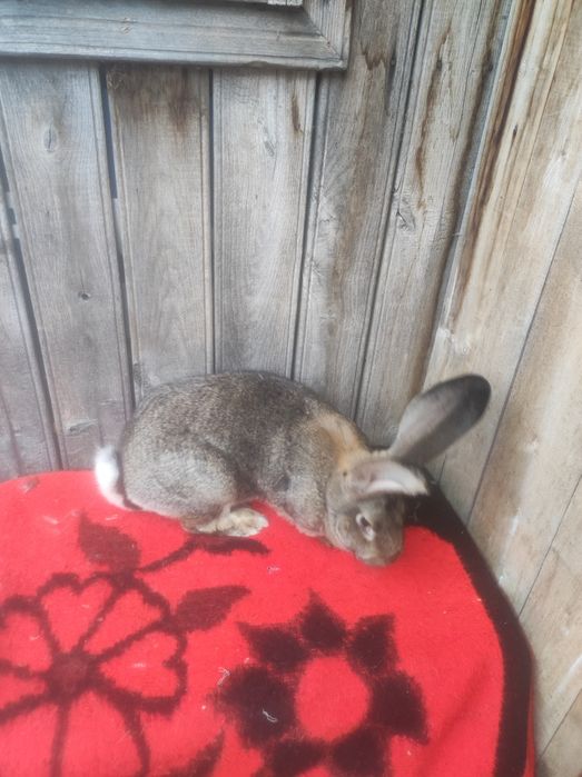 Femele Uriaș german