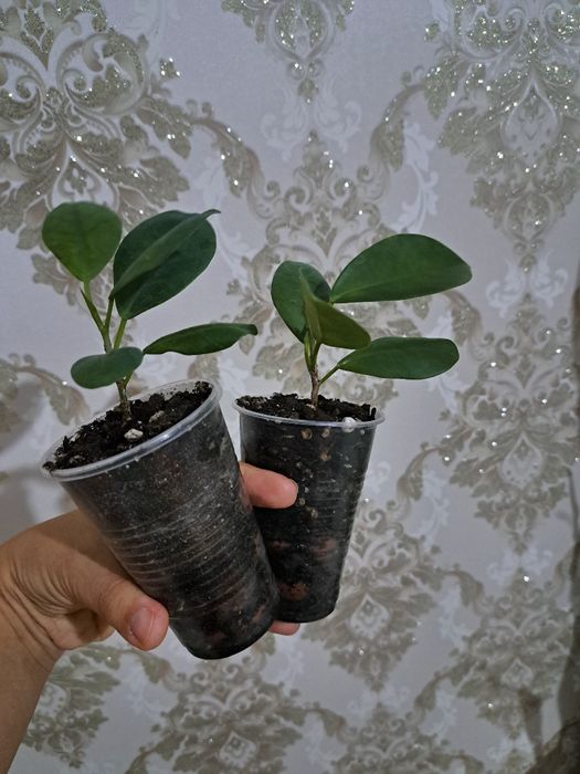 Фикусы разных сортов