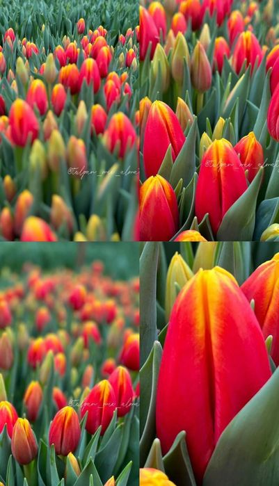 Тюльпаны к 8 марта