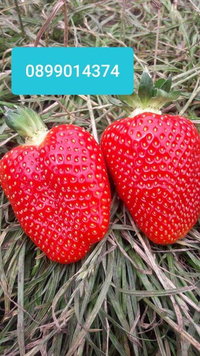 Разсад ягоди и малини